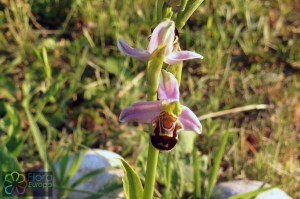 Ophrys apifera (2)